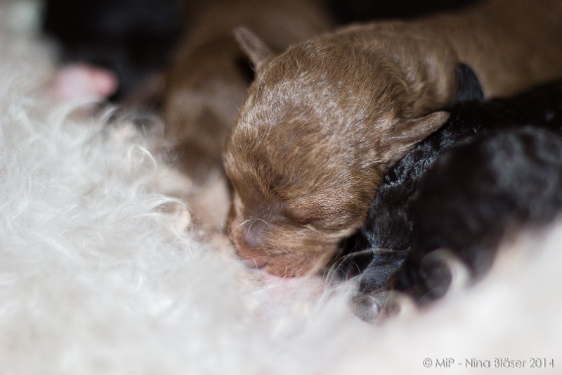 2014-02-09 Welpen Svet & Ruby-1613.jpg - Day 7